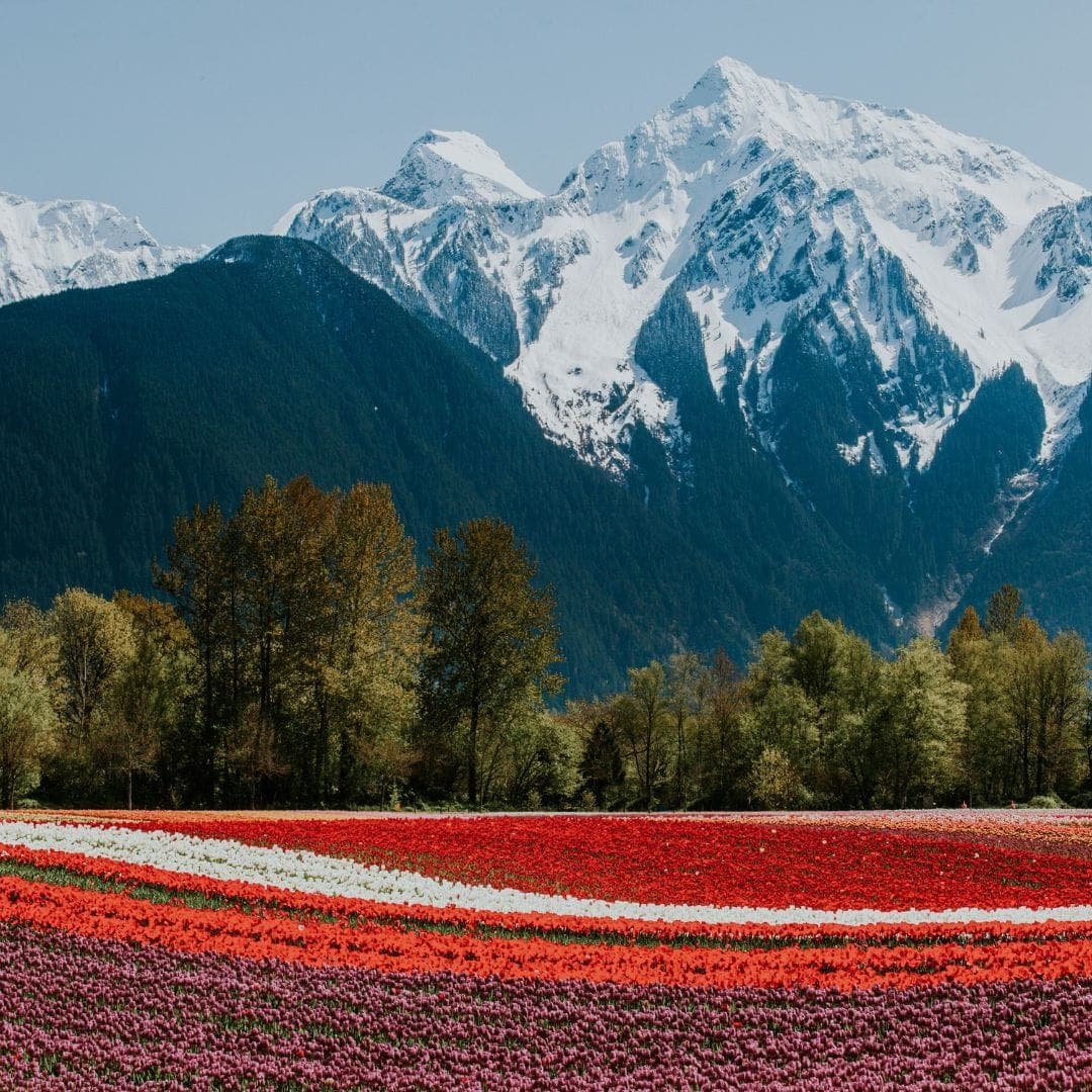 Tour en español - Festival de Tulipanes de Chilliwack con las montañas al fondo